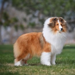James - Shetland Sheepdog