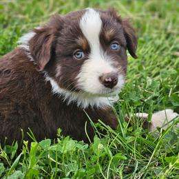 Sunny - Red tri-color male Australian Shepherd puppy in Silex, Missouri from Small Town Australian Shepherds