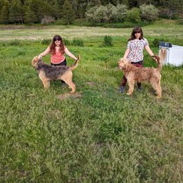 Otterhound All Grown Up from Vonda Rouleau