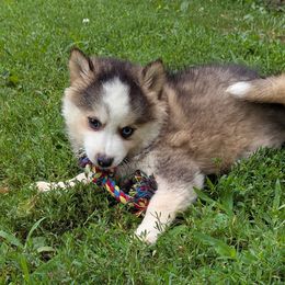 MxE B2 - Wolf sable male Pomsky puppy in Charlotte, Michigan from Moore Pomskies