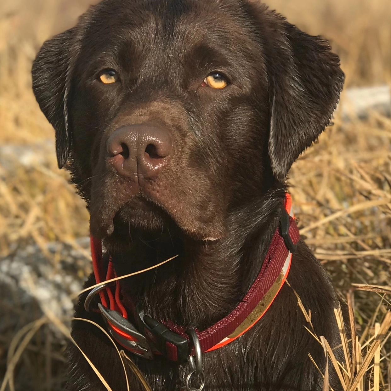 Gus