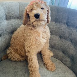 Sadie - Parti female Poodle puppy in Calimesa, California from Coriander Farm Pups