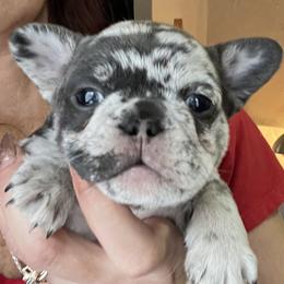 Bullmastiff and French Bulldog Puppies from Fernandes’ Guardians Bullmastiff