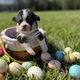 Golden Retriever and Pembroke Welsh Corgi Puppies from Silver Myst Acres