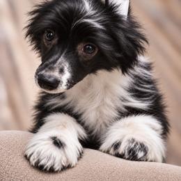 Fenton is 1500 - Black and white male Chinese Crested puppy in Ocala, Florida from Crestie Charm Cottage