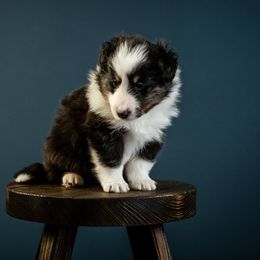 Shetland Sheepdogs from Crossroad shelties
