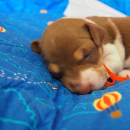 Howard - Chocolate and white male Teddy Roosevelt Terrier puppy in Carpenter, Wyoming from Wabbitfire Teddy Roosevelt Terriers