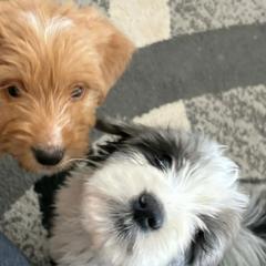 Double Doodles, French Bulldogs, Goldendoodles, Mal-Shis, and Olde English Bulldogges from Courtney Nicole's Mal Shihs & Goldendoodles