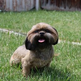 Taffy - Shih Tzu