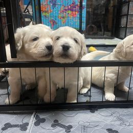 Golden Retriever Puppies from Triple D Ranch
