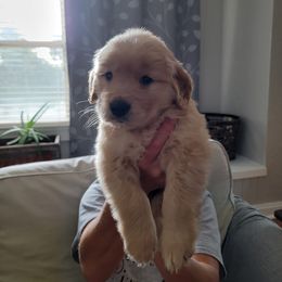 Golden Retriever Puppies from Davis Retrievers