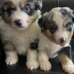 Macon - Blue merle male Miniature American Shepherd puppy in Winkler, Texas from Red Rock