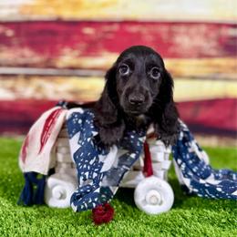 Bento - Black male Dachshund puppy in Westport, Kentucky from Lonestar Creek Farm