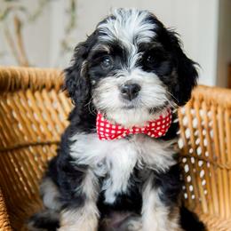 Jett - Tri-color male Bernedoodle puppy in Hartwell, Georgia from BellaDoodles