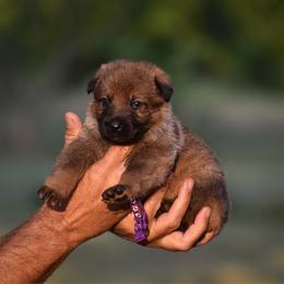 Purple - Sable female German Shepherd puppy in Cherryville, North Carolina from Masky Kennel