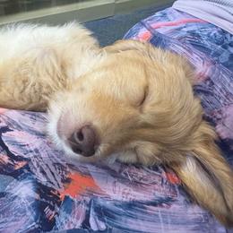 Werthers - Red  male Goldendoodle puppy in Tybee Island, Georgia from Castaway Doodles