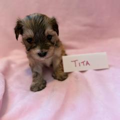 Tita - Gold sable female Havana Silk Dog puppy in Marlboro, Vermont from Maplewood Silks