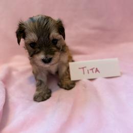 Tita - Gold sable female Havana Silk Dog puppy in Marlboro, Vermont from Maplewood Silks