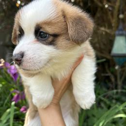 Pembroke Welsh Corgi Puppies from Delaney’s Corgis