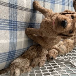 Goldendoodle Puppies from The Miller's Goldendoodles