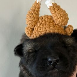 Cupid (Orange collar) - Sable male German Shepherd puppy in Canterbury, Connecticut from Nachtwaechter German Shepherds, LLC