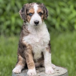Meadow - Blue merle female Aussiedoodle puppy in Germantown, Ohio from Doodle Patch Farm