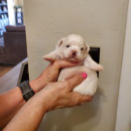 Vinnie - Cream male Pekingese puppy in Kingman, Arizona from Faith Harvey