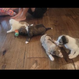 Aussiedoodles from Jennifer's Aussiedoodles