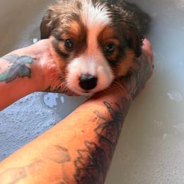 Boy 3 - Black and white male American Corgi puppy in Castle Rock, Washington from R and b corgis and farm