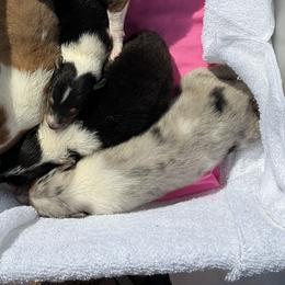 Girl 1 - female Collie puppy in St Stephens, Wyoming from Desert Kennels
