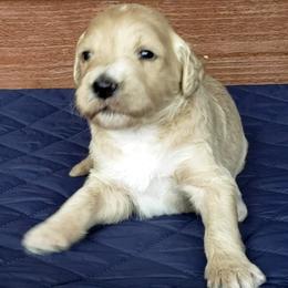Marigold - Yellow and white female Bernedoodle puppy in Columbia, Missouri from Silver Creek Pups