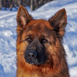 Pyro - German Shepherd