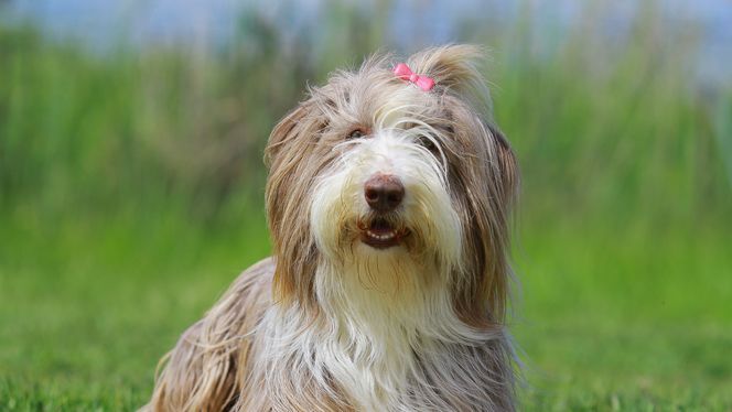 Bearded Collie