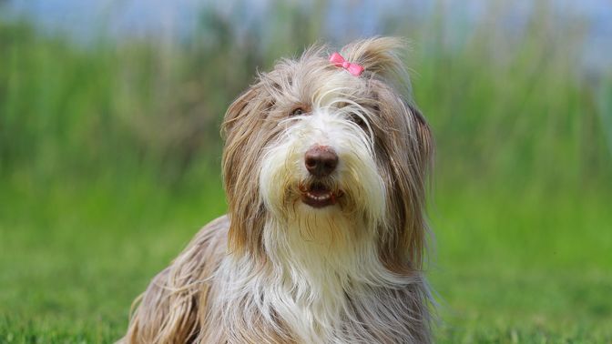 Bearded Collie