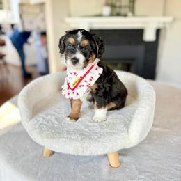 Benett - Tri-color male Bernedoodle puppy in Buda, Illinois from Hamilton Farm Doodles