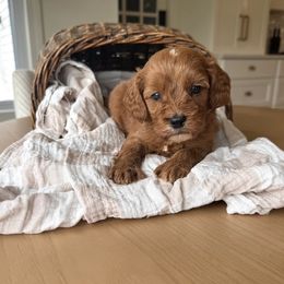 Cavapoo puppies from Pleasant Home Puppies