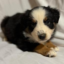 Rosie - Black tri-color female Australian Shepherd puppy in Lynnville, Indiana from Moonlightaussies
