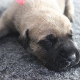 Mastiff Puppies from Fire Creek Mastiffs