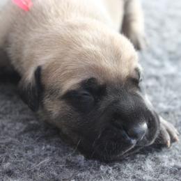 Mastiff Puppies from Fire Creek Mastiffs