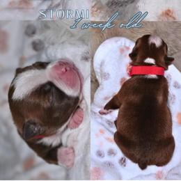Girl 2 - Red female Boston Terrier puppy in Bakersfield, California from Sacred Paw Sanctuary