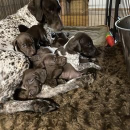 German Shorthaired Pointer Puppies from Hardwood Kennels