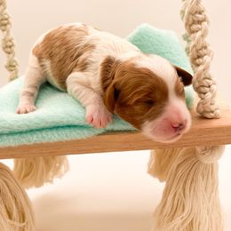 Cavapoo puppies from Luv My Doodle