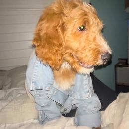 Goldendoodle Puppies from Island Doodle Co. - Goldendoodles Raised with Love