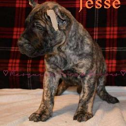 Perro de Presa Canario Puppies from Mesquite Creek Kennels