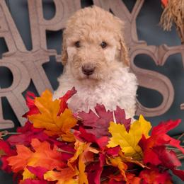Zina - Cream female Poodle puppy in Edgefield, South Carolina from Bettna standard poodle