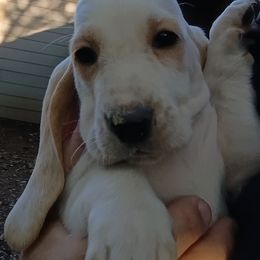 Girl 5 - female Basset Hound puppy in Richland Hills, Texas from The Basset Family
