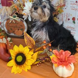 Yorkshire Terrier Puppies from Wild Azalea Yorkies on FB
