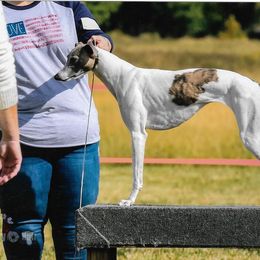 Whippet All Grown Up from Jamminwhippets