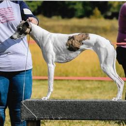 Whippet All Grown Up from Jamminwhippets