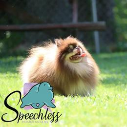 Oz - Pomeranian